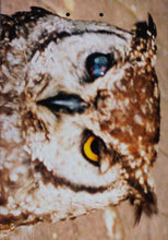 Cargar imagen en el visor de la galería, FUCKING AWESOME Owl Photo Dill 8.18
