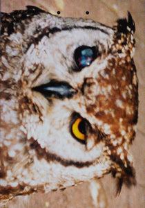 FUCKING AWESOME Owl Photo Dill 8.18